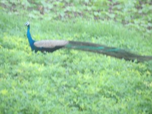 Youngsters were excited to see a peacock