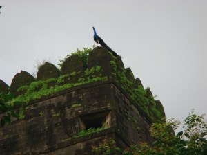 A peacock on the castle