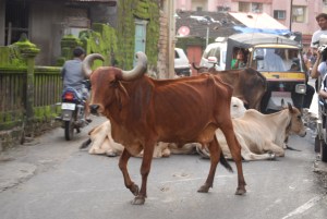 It is not easy to drive rikshaw