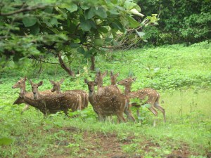 hey are so pretty! No wonder why Sitaji wanted it.