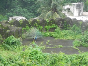 Peacock started dancing