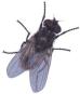 Fly