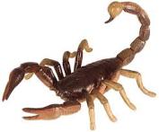 Scorpion