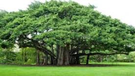 A Banyan Tree