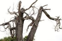 Dry Tree
