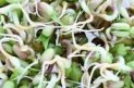 seeds and sprouts