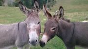 Two Donkeys