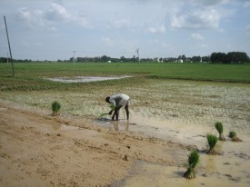 Rice Field -2