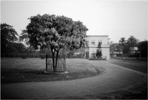 7 Old House-Mango Tree ppt