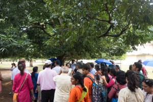 Amra Kunj - Mango tree