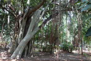 Banyan Tree - 2