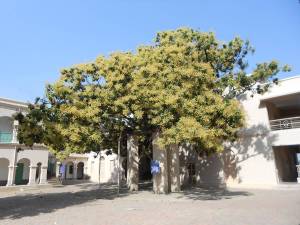 Swamiji's mango tree 2